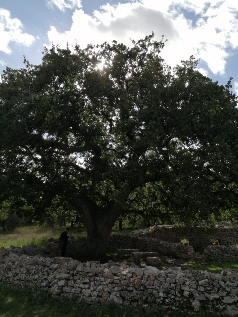 Alberi monumentali testimoni di una civiltà