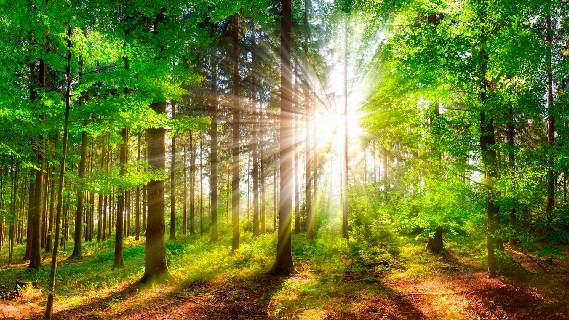 Forestazione