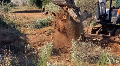 Xylella, monitoraggio e abbattimenti, si procede senza interruzioni