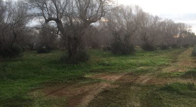 Focolaio Xylella a Monopoli, presto gli abbattimenti