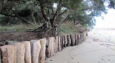 Ricostruzione delle dune e difesa dell’ecosistema costiero