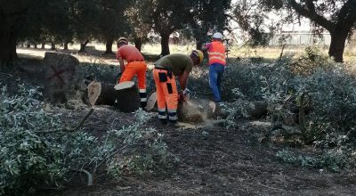 Abbattuti ulivi infetti da Xylella nel territorio di Francavilla Fontan