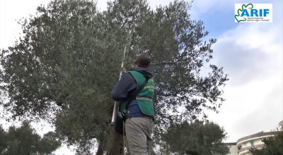 Xylella, monitoraggio e abbattimenti