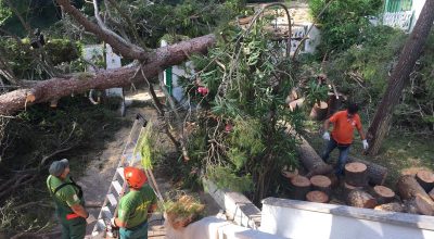 Castellaneta Marina più di 800 pini abbattuti