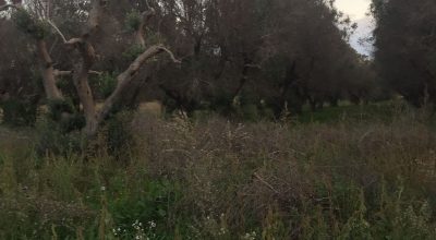 Xylella, da domani riprendono gli abbattimenti