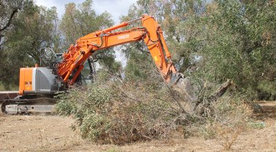 Xylella, eradicazioni in zona contenimento